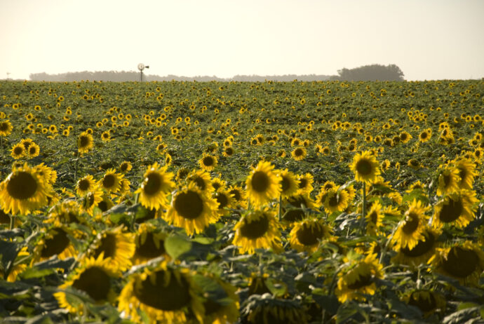 El arte de hacer girasol: BASF lanza el nuevo herbicida Clearsol® II Plus